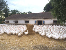 画像をギャラリービューアに読み込む, (ロマンス小杉)羽毛掛け布団【カナダ産ホワイトグース】